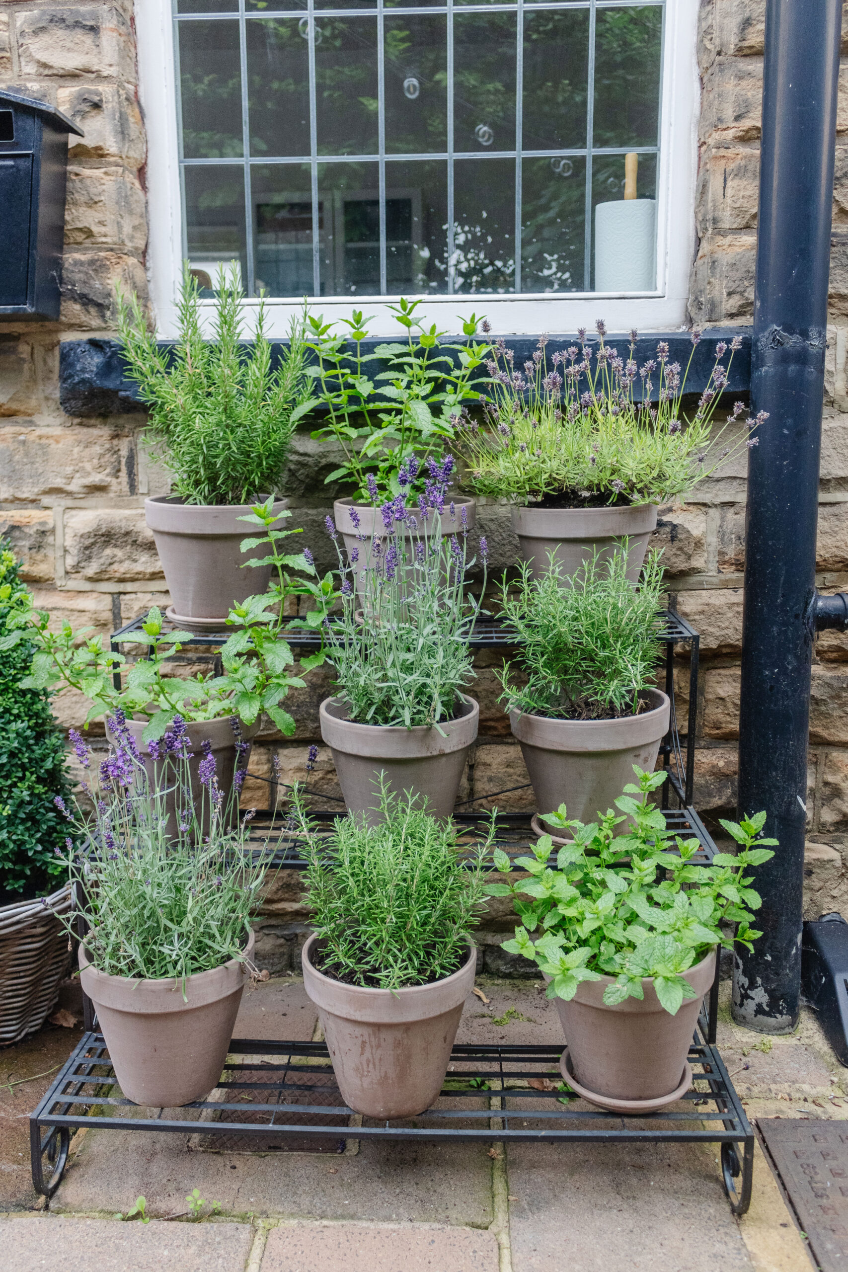 Must Have Plants for Your Garden Pots